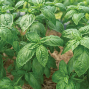 basil plants