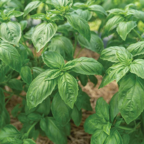 basil plants