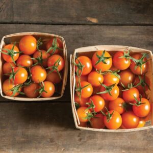 Cherry tomatoes from the BHS Indoor Farm seedling sale Two wooden baskets filled with ripe orange cherry tomatoes on the vine, shot from above on a weathered wood surface.
